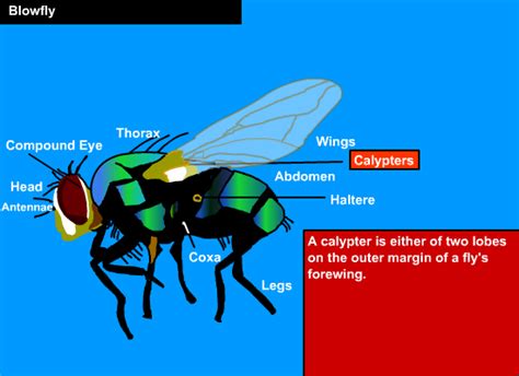 Fly Anatomy