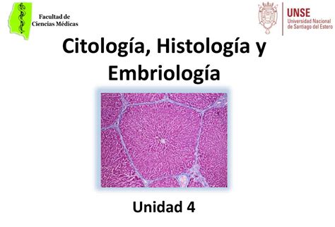 Chy E Unidad Tejido Epitelial Citolog A Histolog A Y Embriolog A