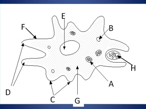 Quia Protist Anatomy And Physiology