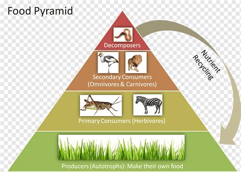 Temperate Deciduous Forest Energy Pyramid