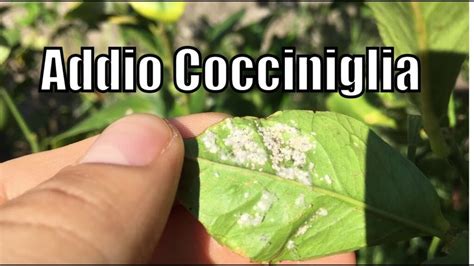 Come Prevenire Le Malattie Della Cocciniglia Su Ficus Benjamin