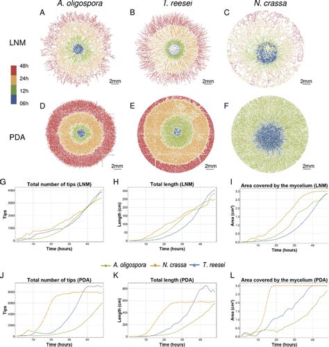 Mycelium Development Of Different Fungal Species And In Different