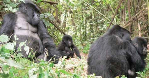 Gorilla Trekking Safari From Kigali Gorilla Trekking Safaris Uganda