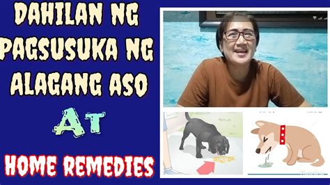 Dahilan Ng Pagsusuka Ng Mga Aso Home Remedies Youtube