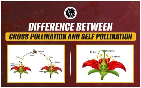 Difference Between Cross Pollination And Self Pollination