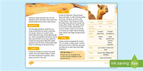 Camel Fact File Teacher Made Twinkl