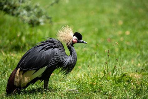 Black-crowned Crane in Its Natural Habitat in Spring Stock Photo ...