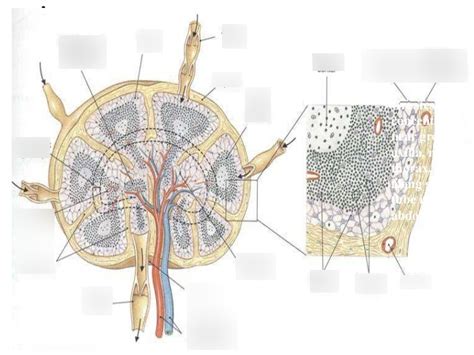 Lymph Node Anatomy Diagram Hot Sex Picture