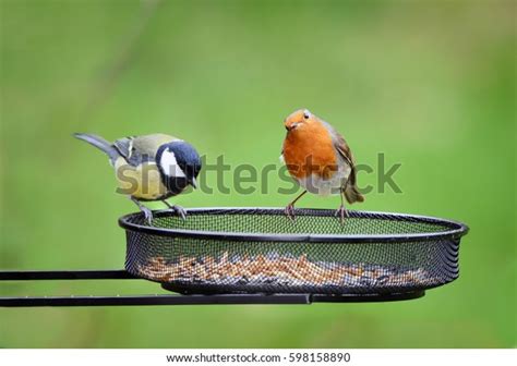 Feeding Garden Birds Stock Photos - 77,499 Images | Shutterstock