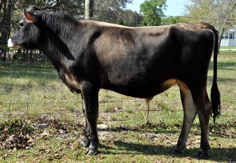 Jersey Cows - Feldman Family Farm