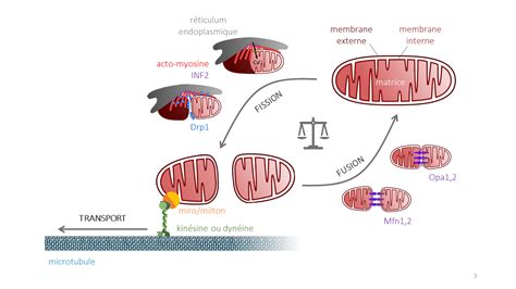 La Dynamique Des Mitochondries Planet Vie