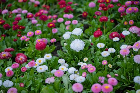 Bellis Perennis The Ornamental Plant S Profile Plantura