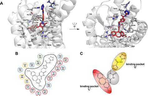 Putative Binding Mode Of P2Y 2 R Antagonist 10 In The Orthosteric