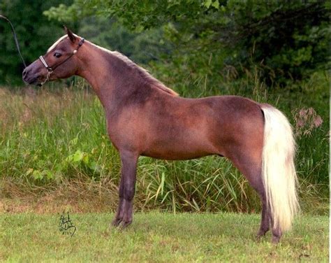 60 best images about Silver Bay Horses on Pinterest | Rare horses, Horses for sale and Strudel