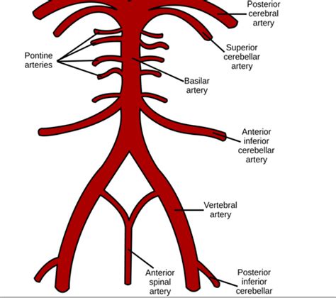 Cerebrovascular System Flashcards Quizlet