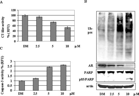 Dosage Effect Of Wa On Proteasome Inhibition And Apoptosis Induction In