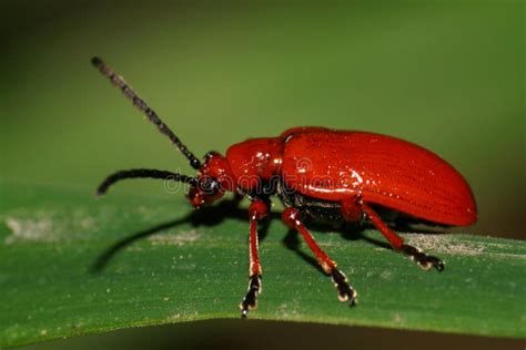 Macro Side View Of A Red Caucasian Beetle On A Lily Leaf Stock Image