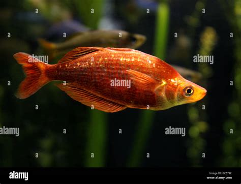 Parkinsons Rainbow Fish Melanotaenia Parkinsoni Melanotaeniidae