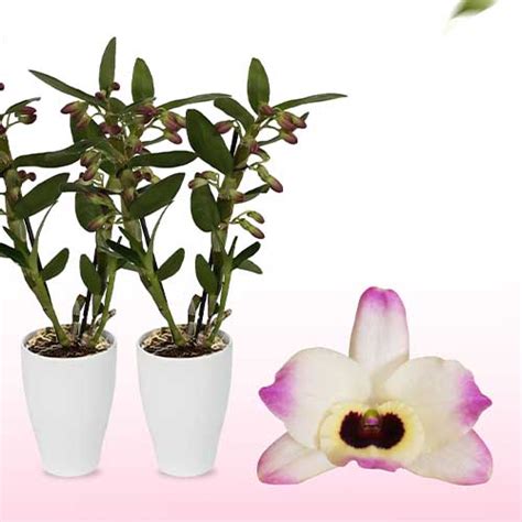 Dendrobium Orchid Sunny Eye 2 Spikes For Sale Online In EU Directly