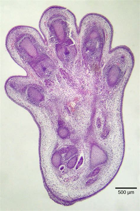 Response To The Signal OpenStax Biology 2e