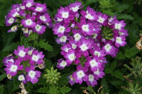 Verbena Lascar Big Eye Purple Closeup Flowers Perennials Verbena