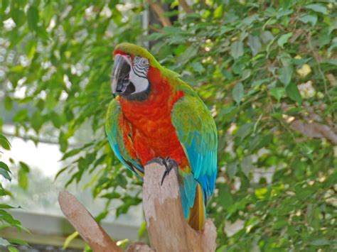 The Online Zoo - Harlequin Macaw