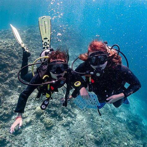 Diving In Komodo Neptune Scuba Diving Padi Dive Center