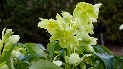 Green Hellebores