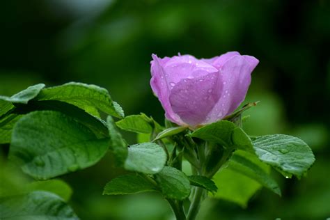 Kostenlose foto Natur blühen Tau Blatt Blume lila Blütenblatt