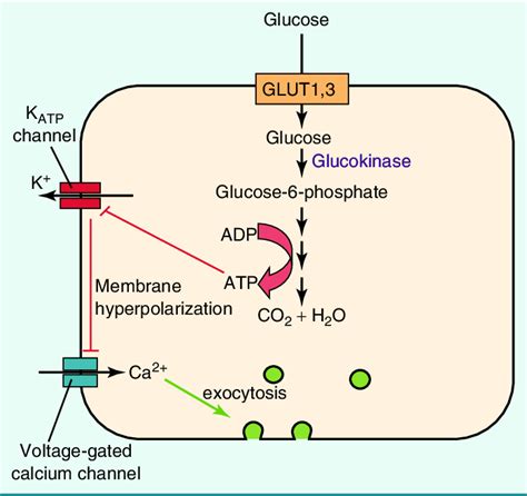 1 Mechanism Of Glucose Stimulated Insulin Secretion In Pancreatic