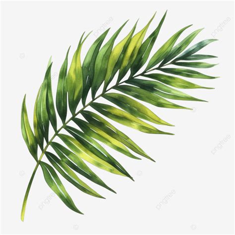 Tropical Palm Leaf Watercolor Style For Decorative Element Leaf