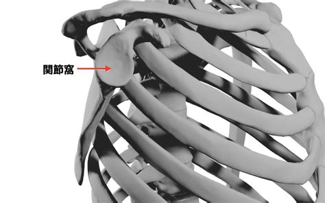 肩甲骨の基礎解剖学 痛みに入るブログ