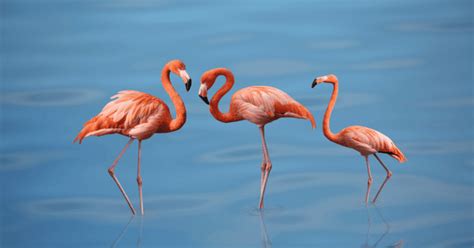 11 Best Mexico Birding Tours for Bird-Watching in 2024