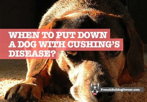 When to Put Down a Dog with Cushing’s Disease? What I Found Out