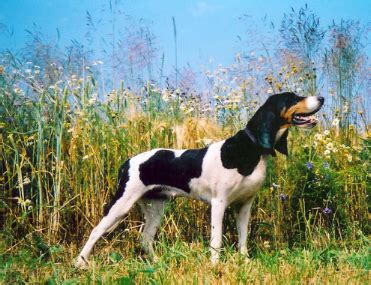 Berner Laufhund Segugio Del Bernese Razza Descrizione Carattere