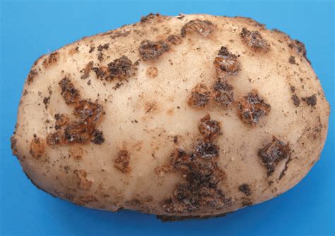 VCR – Vegetable Crop Report – September 24th, 2020 – ONvegetables