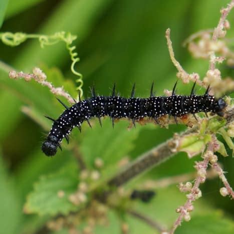 Black Caterpillar Identification Guide: 17 Common Species (With Photos) - Owlcation