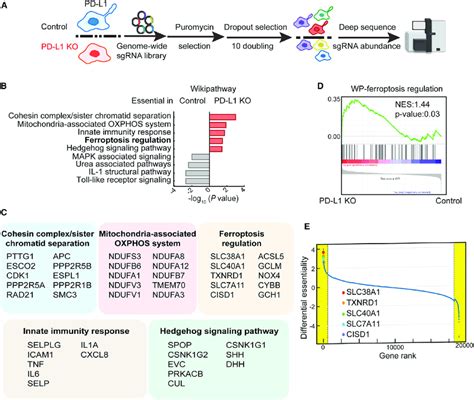 Identification Of Pd L1 Intrinsic Functions In Hnscc Cells By