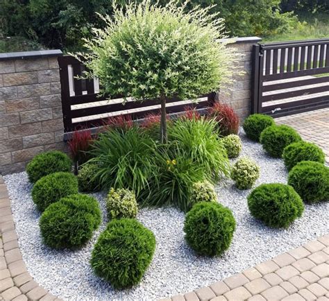 Thuja occ. Danica (Туя Даника) | Растения за градината