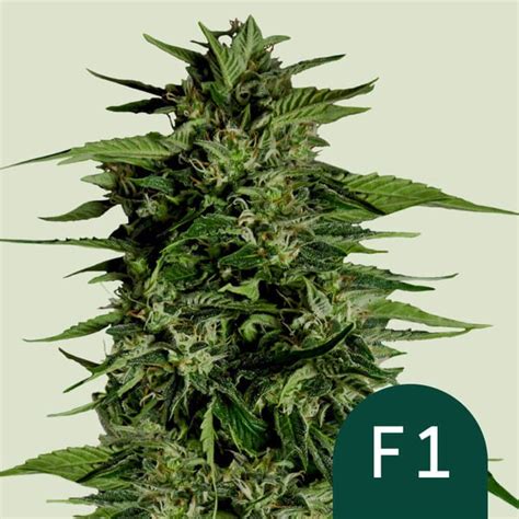 Hyperion F Auto Royal Queen Seeds Zamnesia