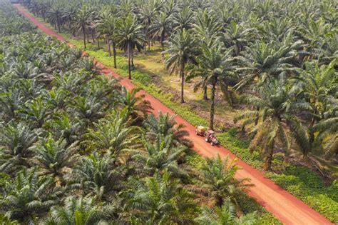 Drones Are Saving The South Asian Palm Oil Plantations Flykit Blog