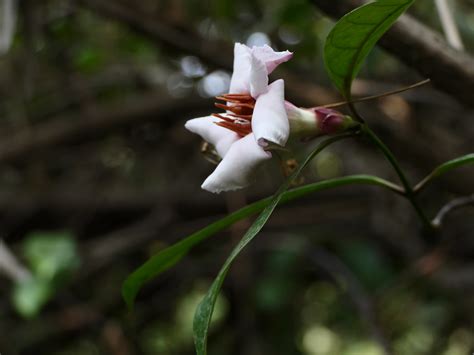 Strophanthus Gratus Baill Dinesh Valke Flickr