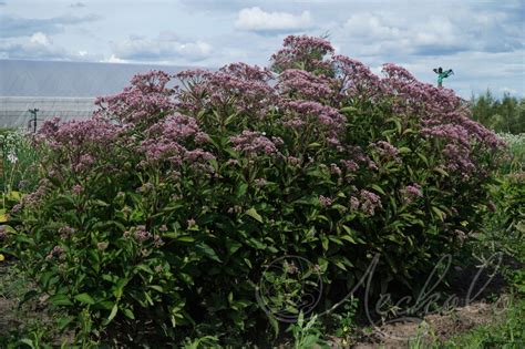 Eupatorium Maculatum Phantom