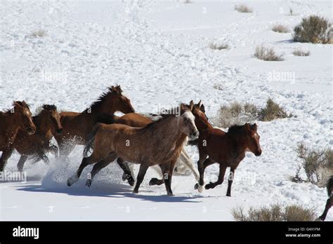 Wild horses running in snow hi-res stock photography and images - Alamy