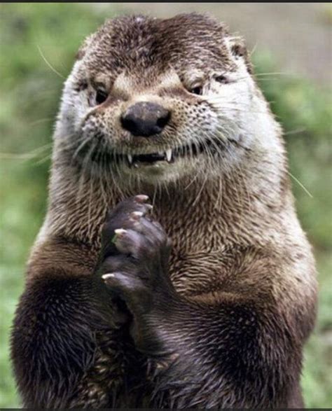 Montana Otter Attack! | Mountain Buzz