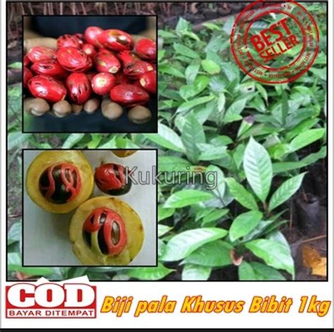 Biji Benih Buah Pala 1kg Pala Matang Siap Tanam Lazada Indonesia