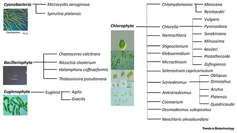 Microalgae Biotechnology And Microbiology Cambridge Studies In 2