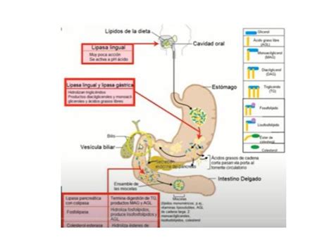 Metabolismo de los Ácidos Grasos alejandra alvarez uDocz