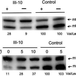 Inhibition Of Mitochondrial Protein Synthesis Partially Restores The