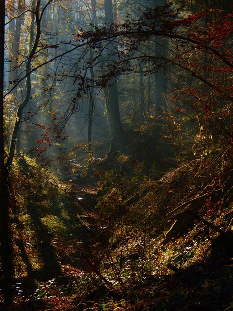 Kostenlose Foto Landschaft Baum Natur Wald Ast Licht Himmel